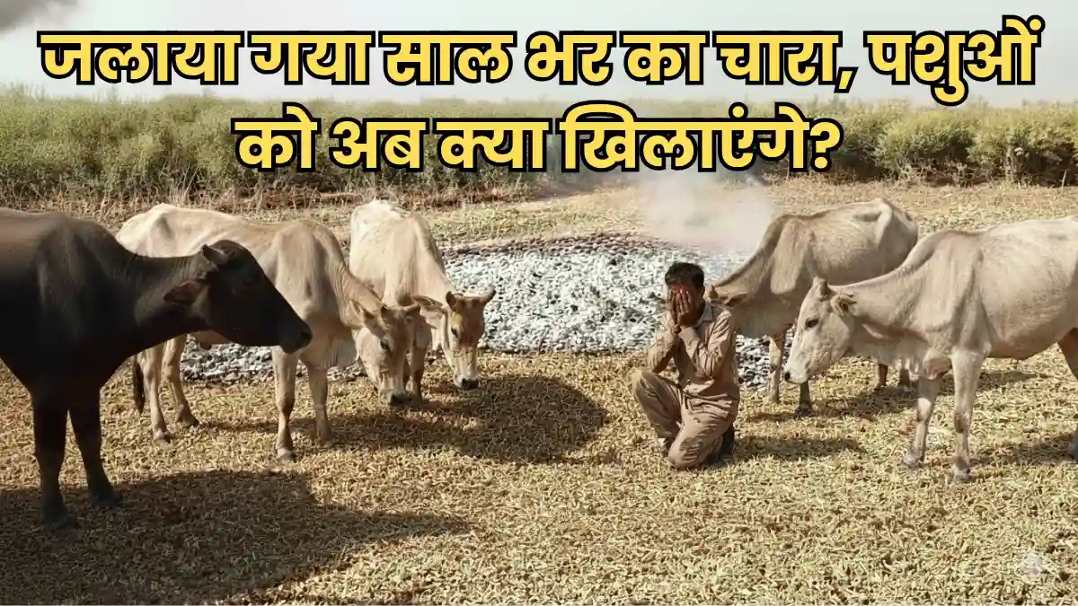 Cattle fodder fire Amravati Vaigaon farmer Ashish Ingole burnt animal feed