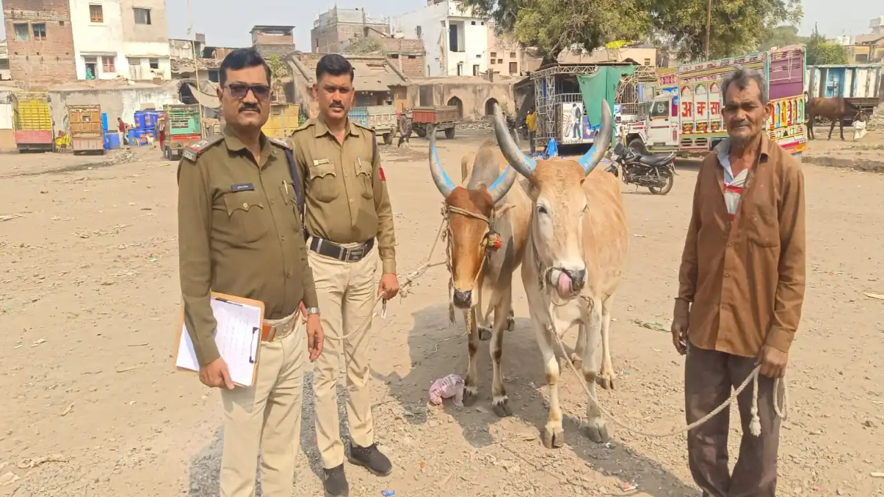 Burhanpur Cow Smuggling Case में कोतवाली पुलिस द्वारा गौवंश बचाने की कार्रवाई