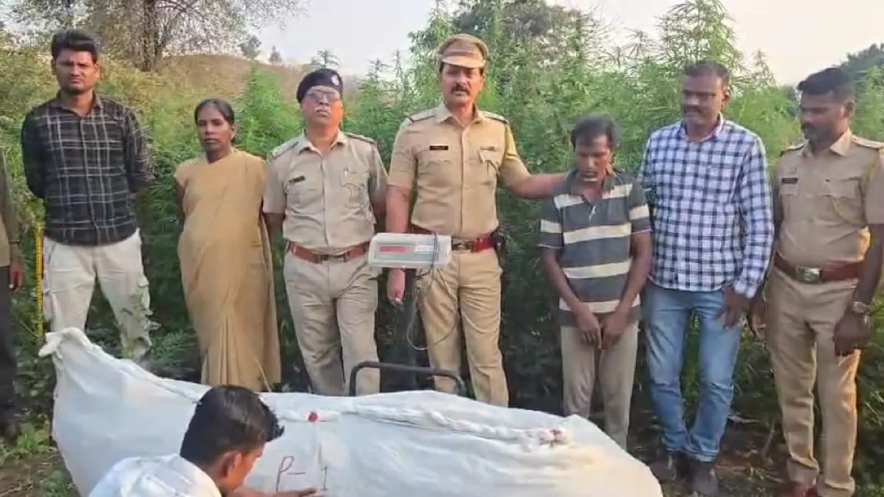 Fact Finding 21 शिरपुर पुलिस द्वारा महादेव डोंडवाड़ा में 41 लाख रुपये के गांजे की खेती पर छापेमारी, 820 किलो माल जब्त