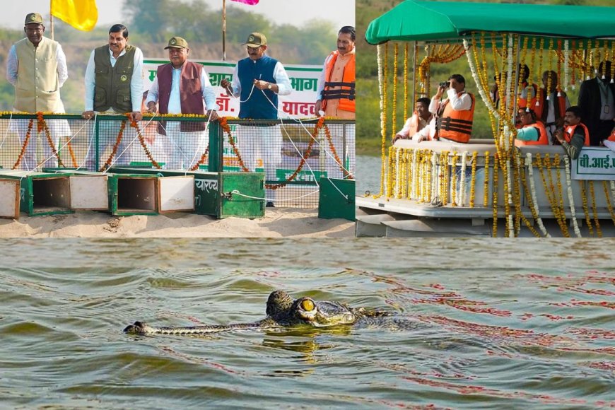 चंबल घड़ियाल अभयारण्य: मध्य प्रदेश का नया पर्यटन स्थल, यहाँ जानें कैसे बढ़ेगा पर्यटक आकर्षण और क्या है खास!