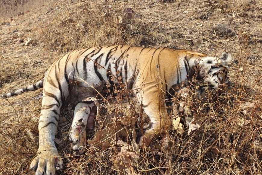 बुरहानपुर: करंट से गर्भवती बाघिन और अजन्मे 3 शावकों की मौत, 3 हिरासत में – जानिए क्या है पूरा मामला