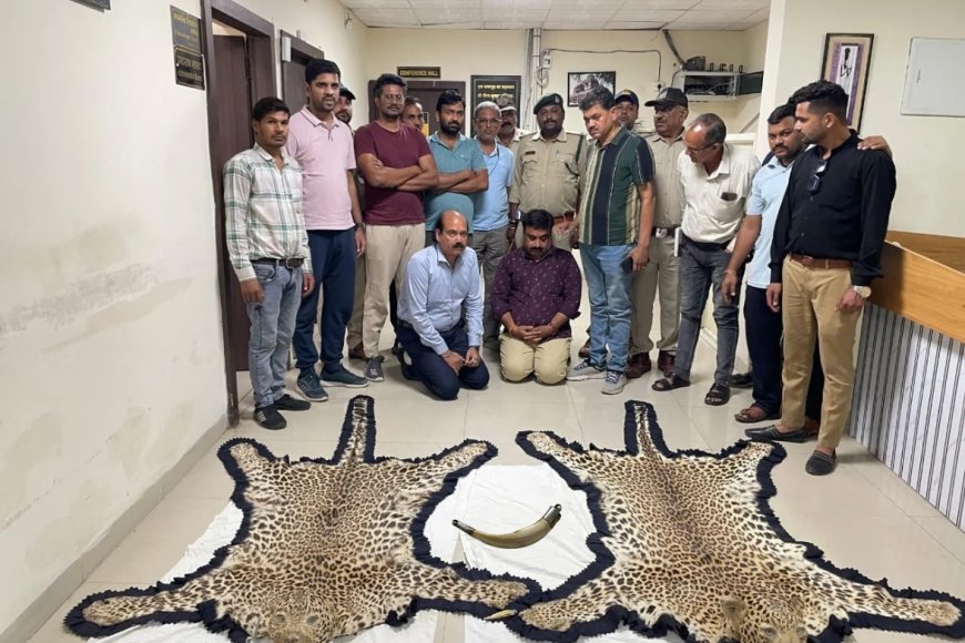 उज्जैन में वन्यजीव तस्करी का खुलासा: 21 करोड़ की तेंदुए की खाल और सूअर के दांत बरामद